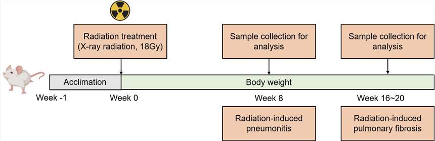 Schematic diagram depicting the modeling method of the RILI model.