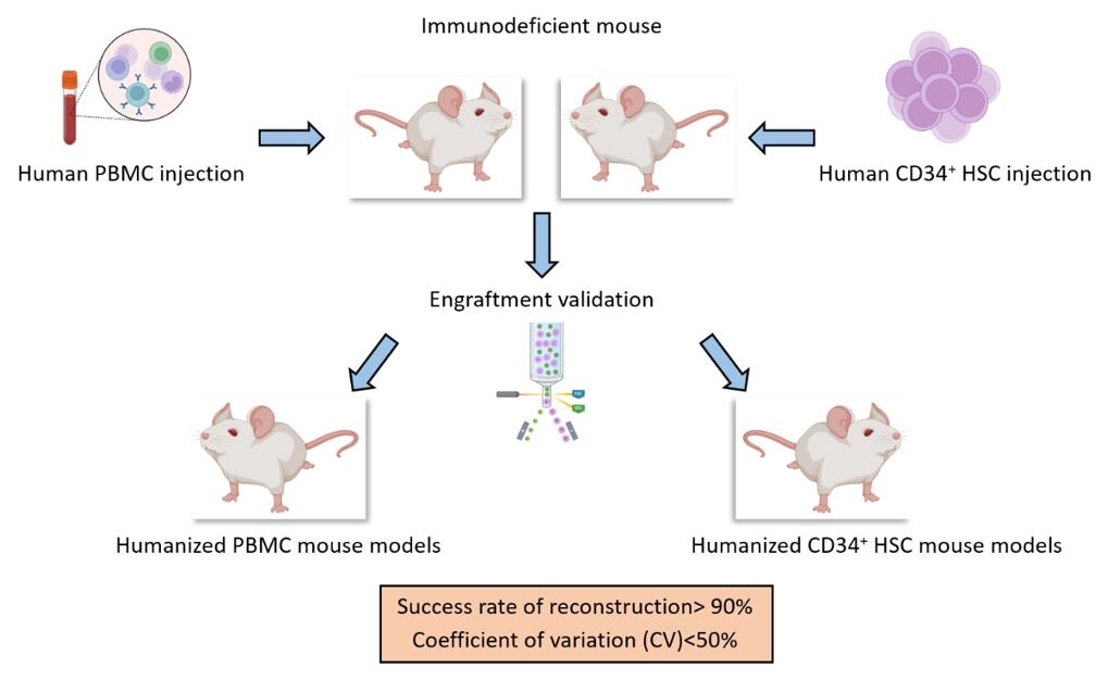 Humanized mouse models from Creative Bioarray