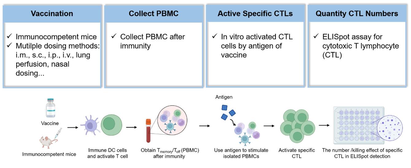 Immunocompetent Mouse Model Platform workflow for vaccine efficacy and immune response assessment.