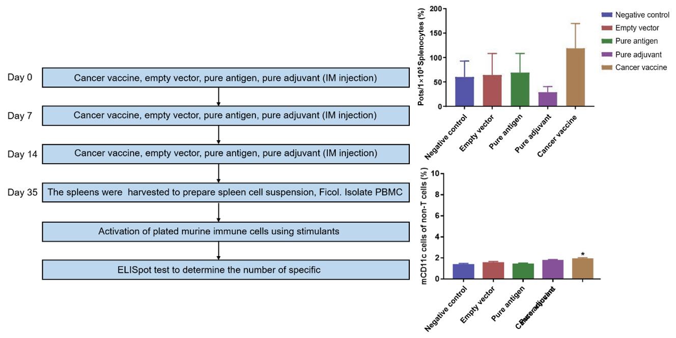 Intramuscular cancer vaccine immunization showing immune cell activation and significant increase in DC cells post-stimulation.