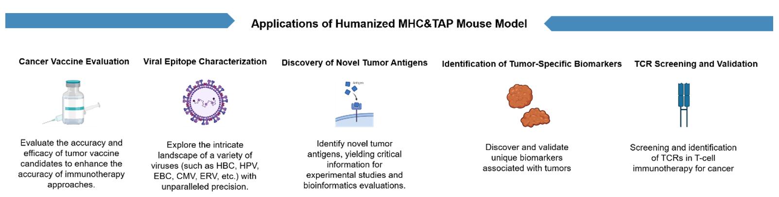 Immunocompetent Mouse Model Platform workflow for vaccine efficacy and immune response assessment.