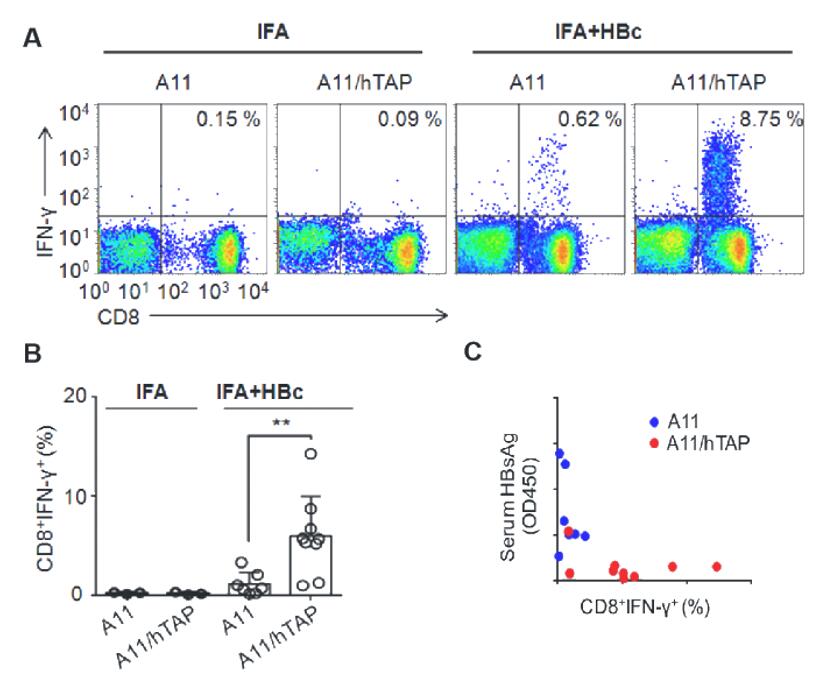 HBV long peptide vaccine inducing protective CTL response in next-gen HLA-A11 transgenic mice, demonstrating enhanced T-cell immunity and reduced HBsAg levels.