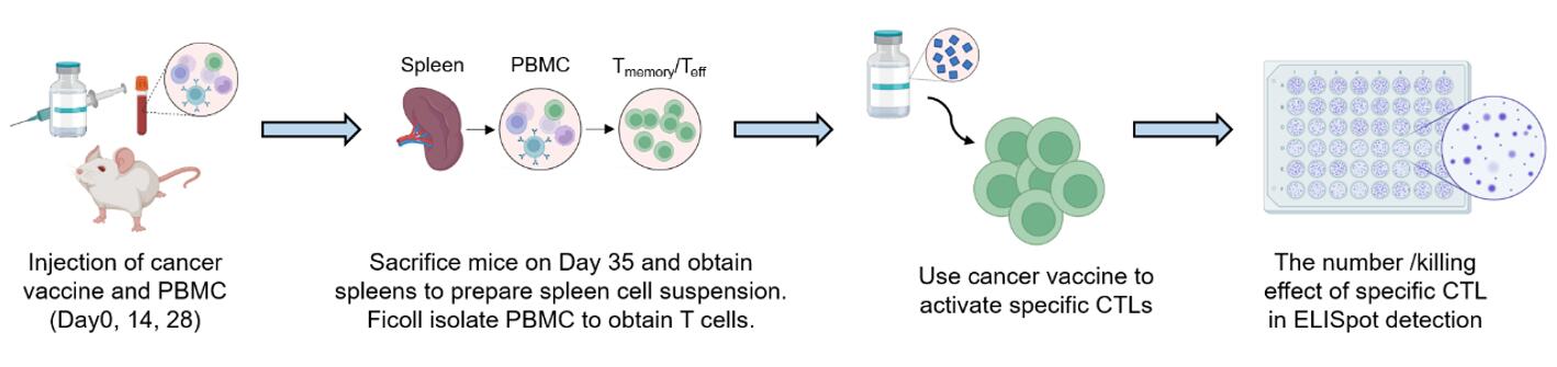 Workflow of cancer vaccine evaluation in humanized PBMC mouse model