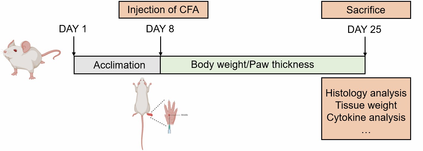 Schematic illustration depicting the methodology for inducing arthritis by adjuvant.