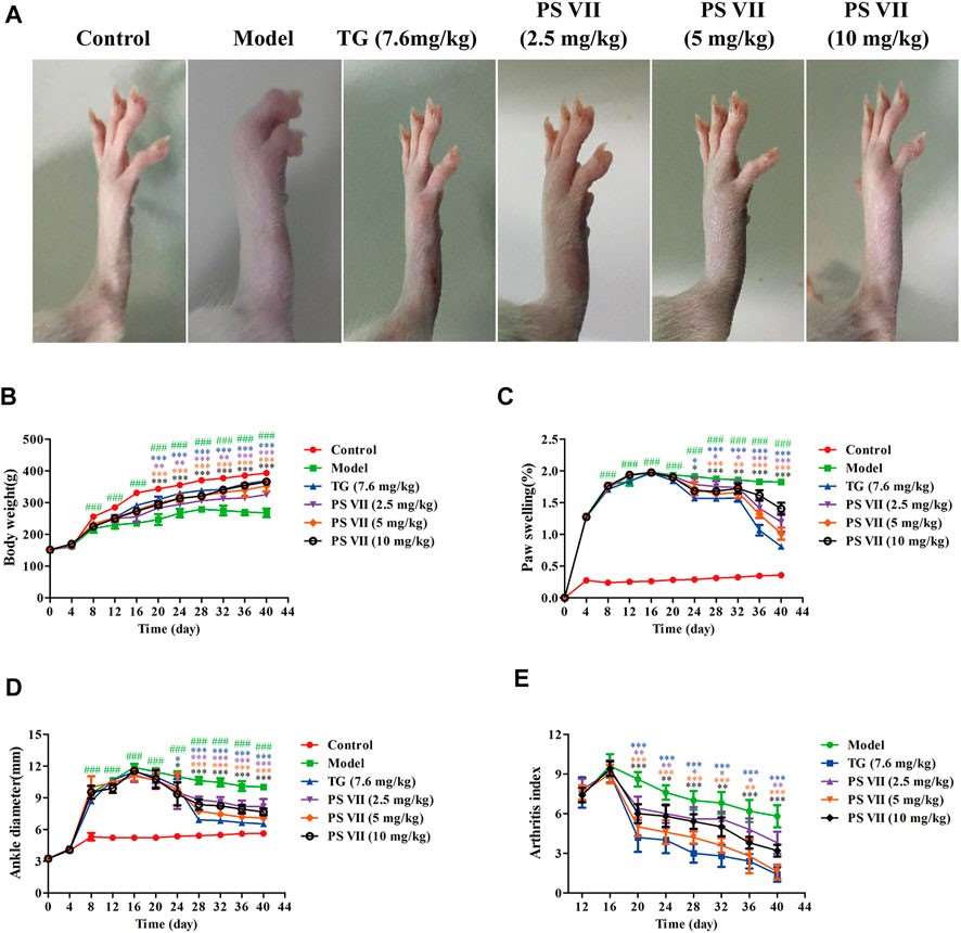 Visualization of PS VII's impact on AIA rats, including paw morphology, body weight, swelling, ankle diameter, and arthritis index over time.