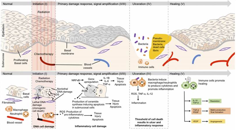 Oral Mucositis Model | Creative Bioarray