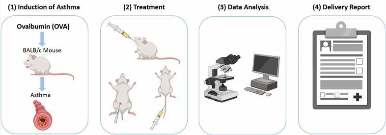 Workflow of our OVA-induced asthma model