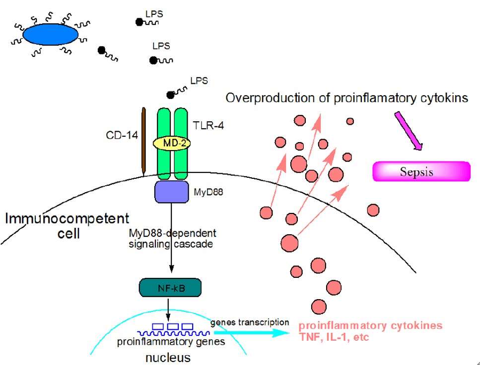 Lipopolysaccharide (LPS)-Induced Sepsis Model | Creative Bioarray