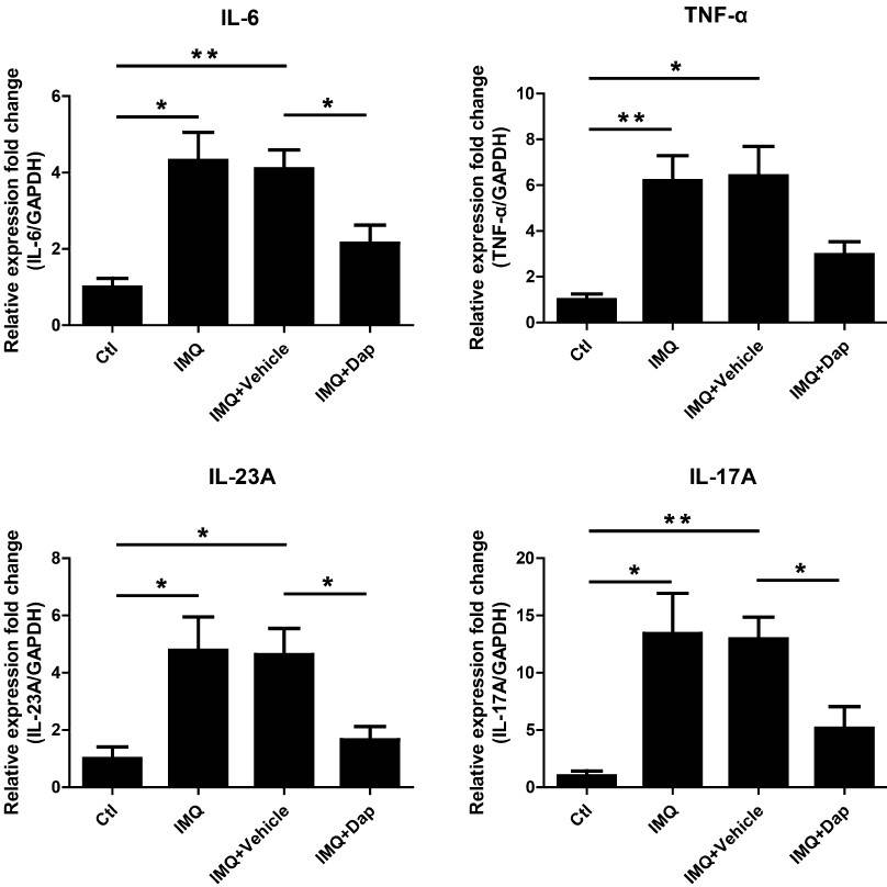 The effect of daphnetin on the expression of inflammatory cytokines in IMQ-induced psoriasis-like skin lesion. qRT-PCR was performed to measure the expression of IL-6, TNF-α, IL-23A and IL-17A in skin lesion. GAPDH served as an internal reference.