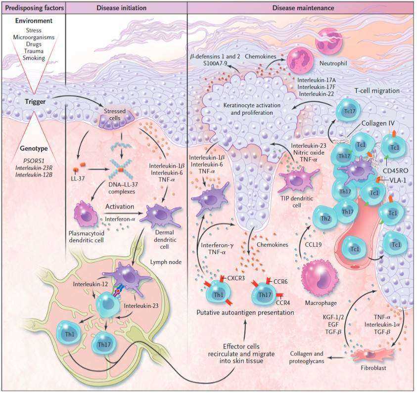 Proposed schema of the evolution of a psoriatic lesion from initiation to maintenance of disease