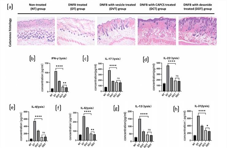 Cutaneous histology and expression of inflammatory cytokines of dorsal skin lesion of in each group of BALB/c mice. (a) Cutaneous histology of mice in each group. (b–h) The expressions of inflammatory cytokines, including IFN-γ, IL-4, IL-5, IL-13, IL-31, IL-17, and IL-22, were increased significantly in DNFB-induced AD-like dorsal skin lesions in the DT, DVT, DCT, and DDT groups, in comparison to normal dorsal skin in NT group, and the levels of the cytokines expression were significantly decreased in the DCT and DDT groups, in comparison to the DT and DVT groups