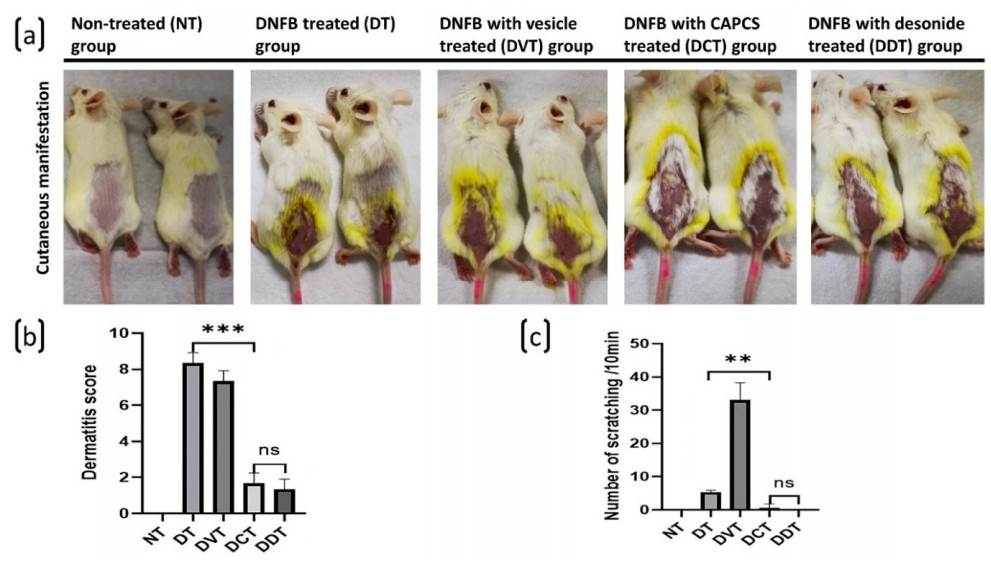 Cutaneous manifestations of DNFB-induced AD-like symptom, dermatitis score, and scratching behavior in BALB/c mice. (a) Cutaneous manifestations of mice in each group. (b) The final dermatitis scores of mice in each group. (c) Number of scratching of mice in each group.