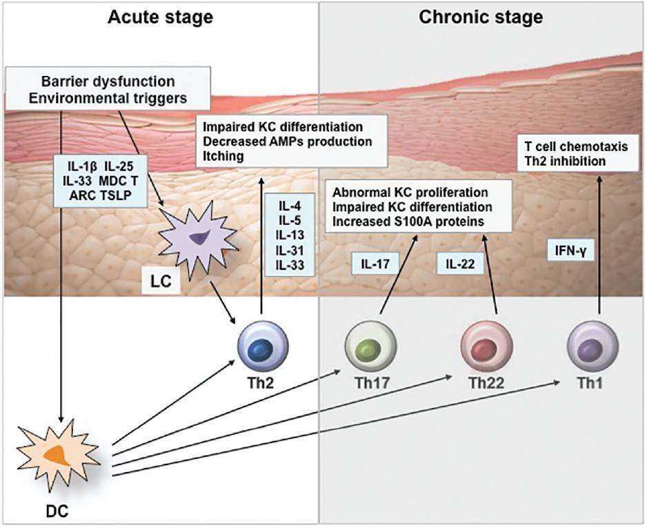 Effects of cytokines on epidermis in AD.