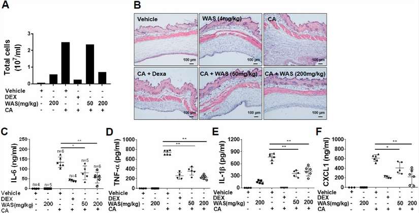 WAS attenuates inflammation in a carrageenan-induced mouse model of acute inflammation.