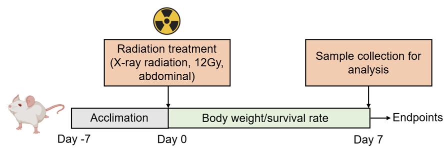 Method for modeling radiation-induced intestinal injury in experimental studies.