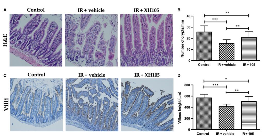 XH-105 protects intestinal morphology post 9.0 Gy total body irradiation (TBI) in mice, as shown by H and E staining, crypt counts, villi expression, and villus length analysis.