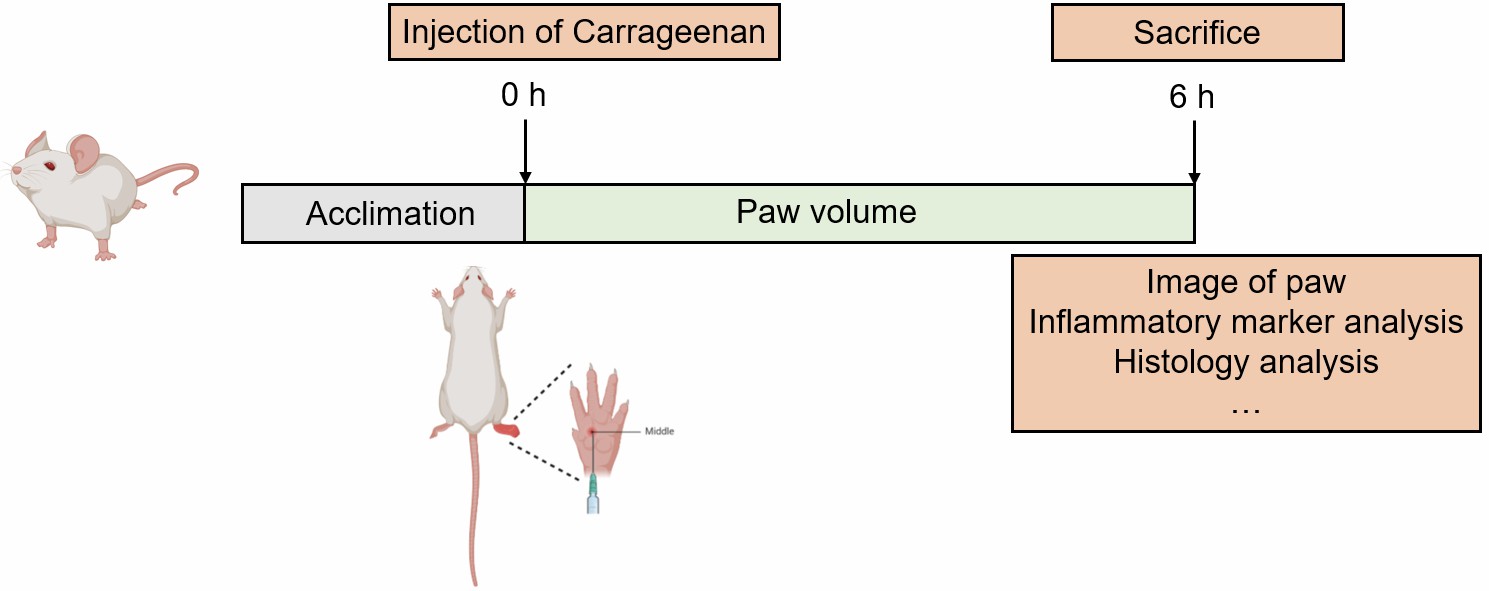 Diagram of carrageenan-induced paw edema model method.