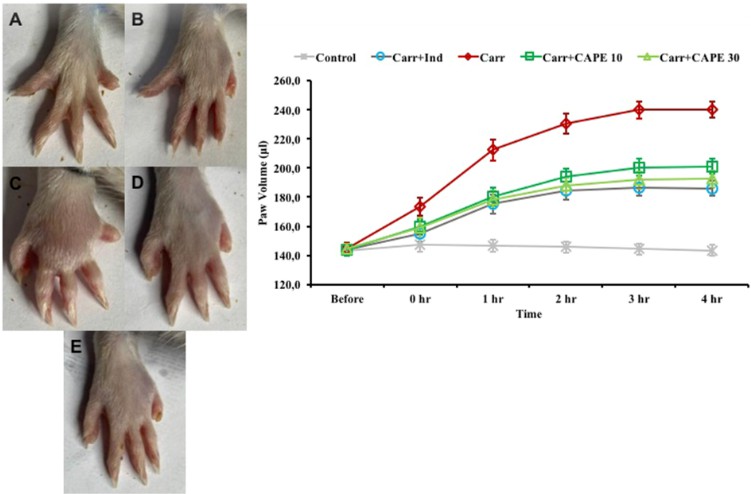 Graph showing effects of Carr, Ind, and CAPE on rat paw volume.