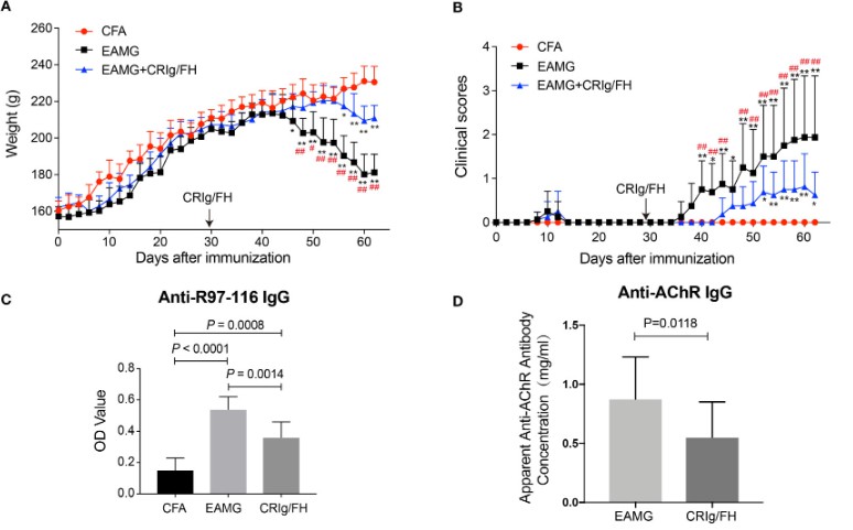 CRIg/FH treatment markedly enhances active EAMG, shown by higher body weights and lower clinical scores, alongside reduced serum auto-antibody levels.