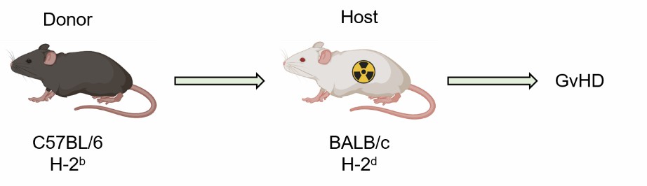 Method for modeling allogeneic BMT GvHD.