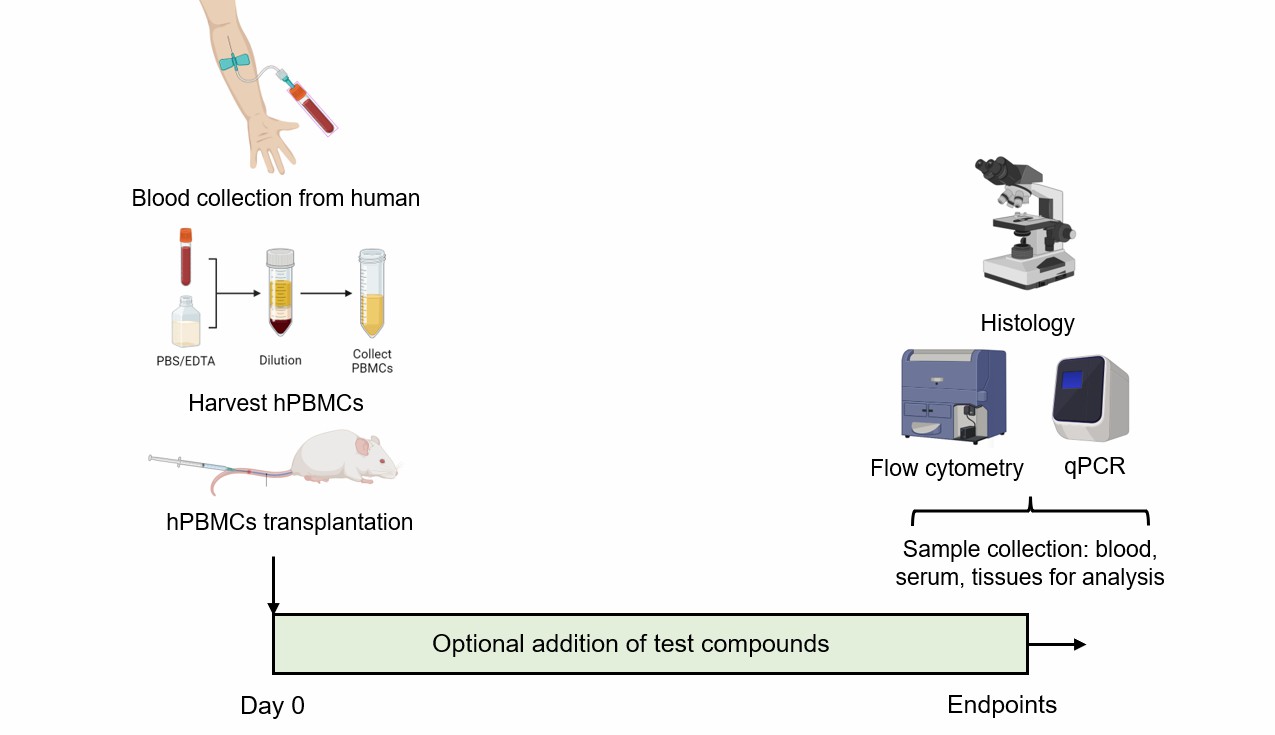 Method for modeling human PBMCs transplantation GvHD.