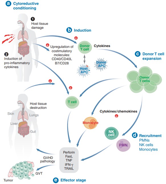 GvHD mechanism overview.