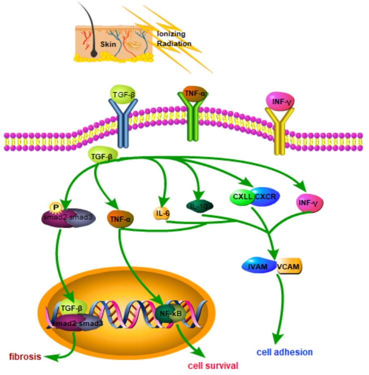 Schematic illustrating potential molecular mechanisms involved in radiation-induced skin injury (RSI), highlighting key pathways and interactions.