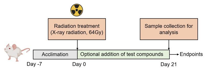 Diagram detailing the modeling method for Radiation-Induced Dermatitis, outlining the steps for creating a dermatitis model.