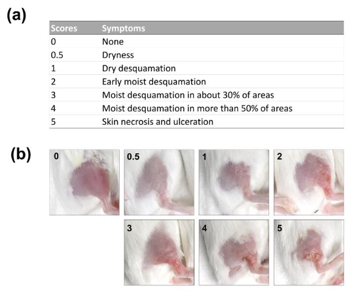 Radiation dermatitis scores in a BALB/c mouse model, including definitions and images of mouse hind leg showing different dermatitis scores.