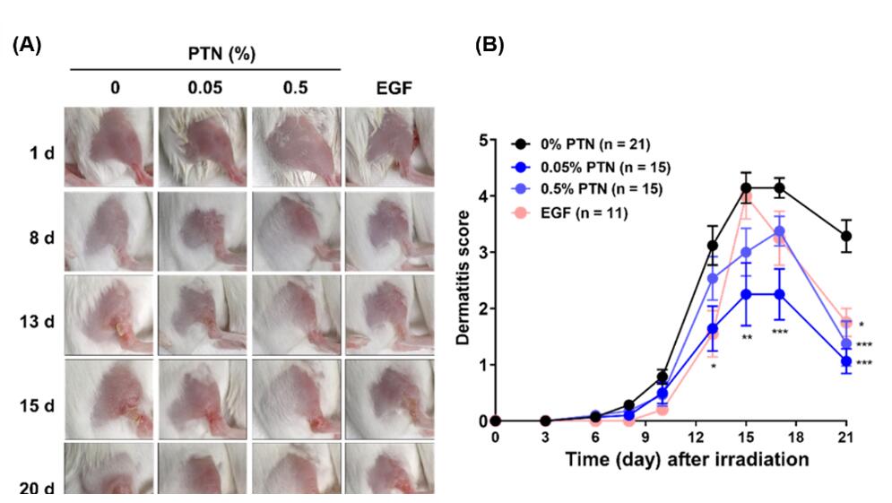 Effects of topical phlorotannins (PTNs) on radiation dermatitis, featuring images of treated skin and a graph showing changes in RD score over time.