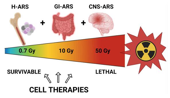 Subsyndromes of acute radiation syndrome (ARS), illustrating the effects of whole-body radiation doses on hematopoietic, gastrointestinal, and central nervous systems.