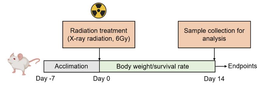 Modeling method of Acute Radiation Syndrome (ARS) Model, detailing the simulation and study of ARS symptoms and responses to radiation exposure.