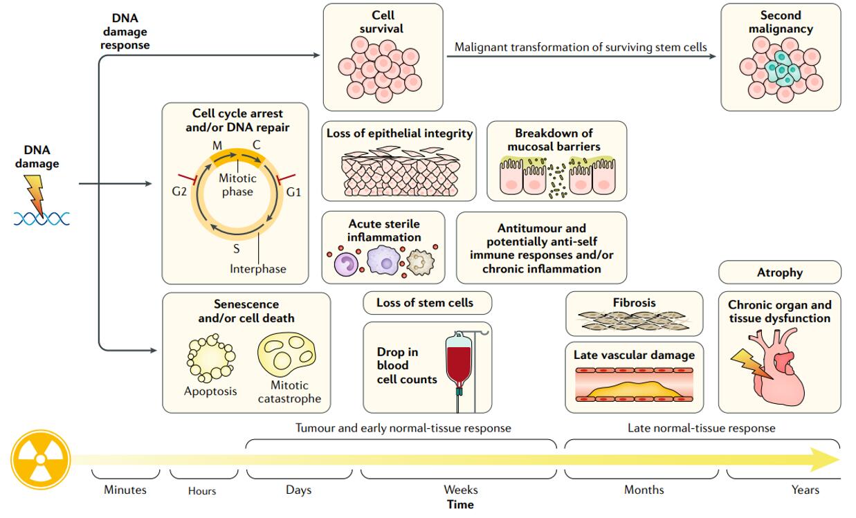 Overview of cellular and tissue responses post-radiotherapy treatment over time.