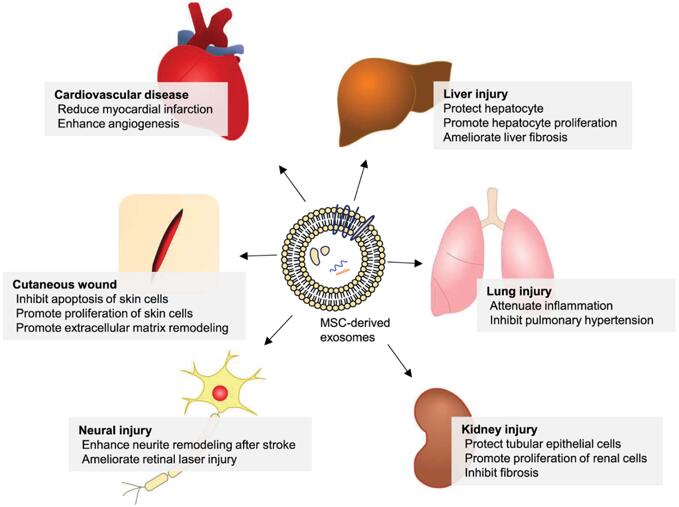 Exosome Application | Creative Bioarray