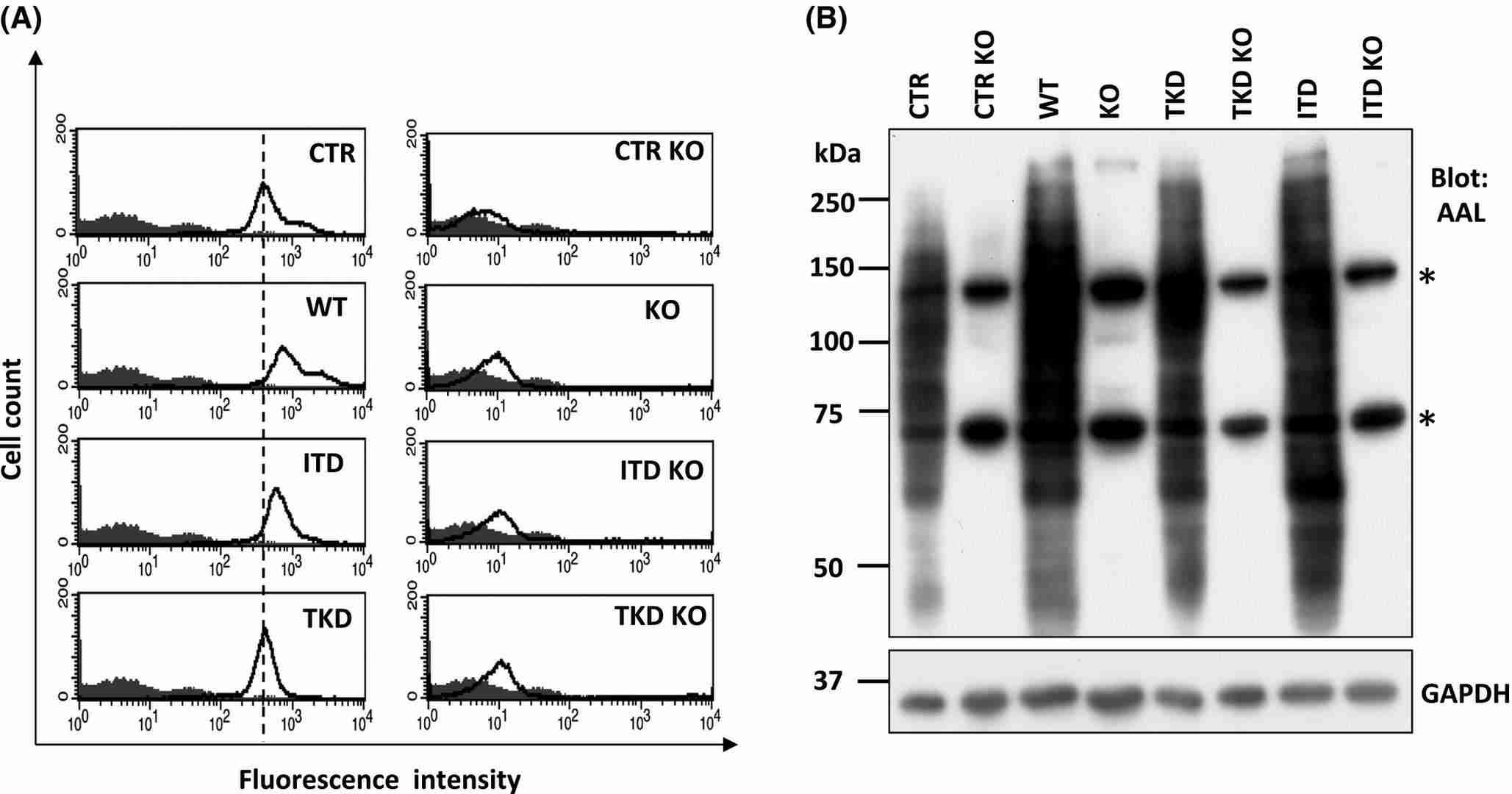 Creation of Ba/F3 cells deficient in Fut8.