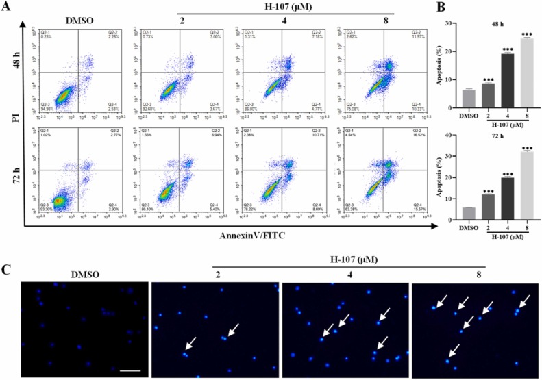 Fig. 2 H-107 induced apoptosis in HEL cells.