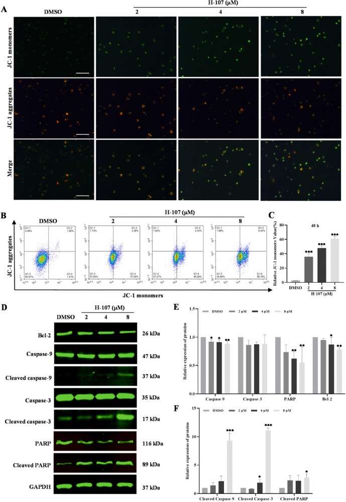 Fig. 3 The damage effect of H-107 on mitochondria of HEL cells.