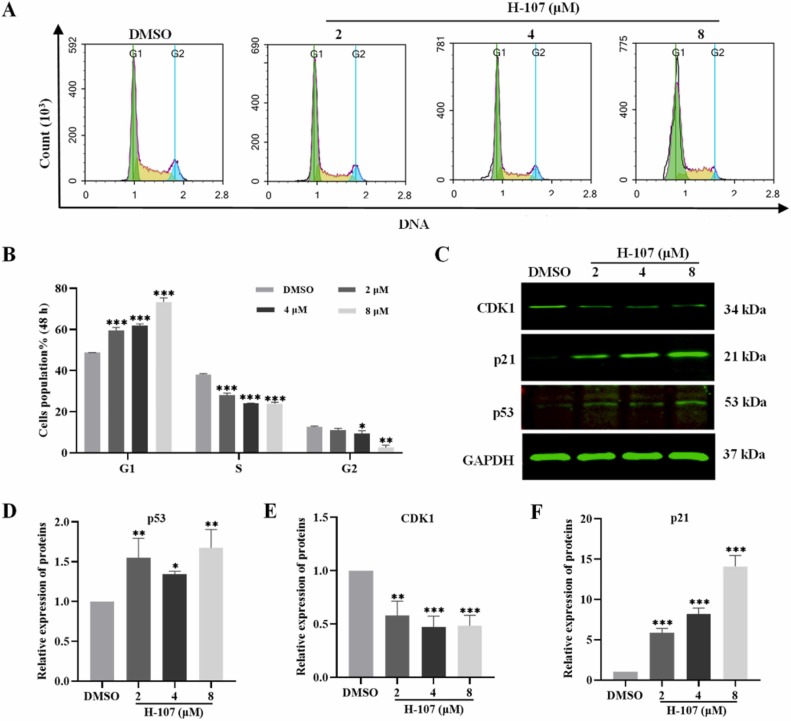 Fig. 4 Effect of H-107 on cell cycle progression of HEL cells.