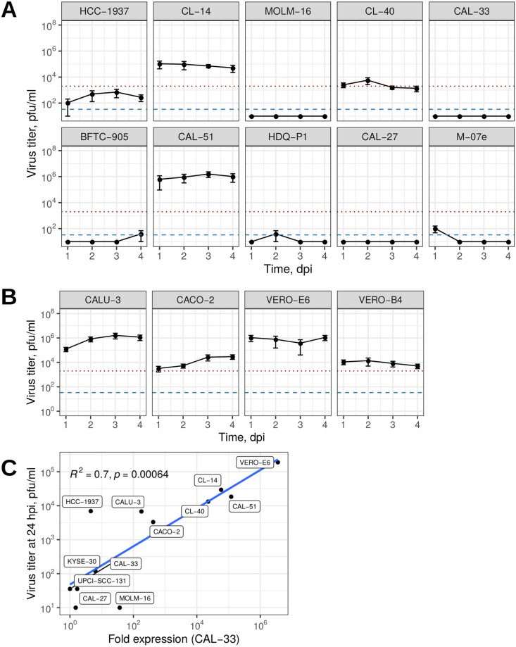 Virus titers in the supernatant of infected cell lines at 1-4 days postinfection (dpi) determined by plaque assay for the top 10 ACE2 expressing cell lines (A) and controls (B). (C) Predominant productive virus production in highly permissive cell lines seen in the correlation between qRT-PCR measured viral nucleoprotein N mRNA and releasing virions tested by viral plaques.