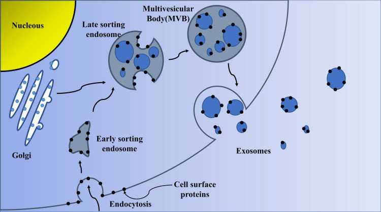 Biogenesis of exosomes.