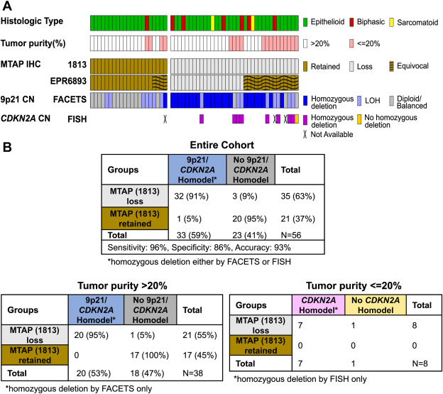 (A) OncoPrint of histologic subtype, tumor purity (light red bars: ≤20%), MTAP expression (clones mAb 1813 and EPR6893), 9p21 copy number (CN) determined by integer copy number by FACETS, and detection of CDKN2A homozygous deletion by FISH. (B) Contingency tables of MTAP loss using mAb 1813 and 9p21 homozygous deletion (Holmdel) by FACETS and/or FISH in the entire study cohort (top), cases with tumor purity >20% (homozygous deletion by FACETS only) and cases with tumor purity ≤20% (homozygous deletion by FISH only) (bottom).