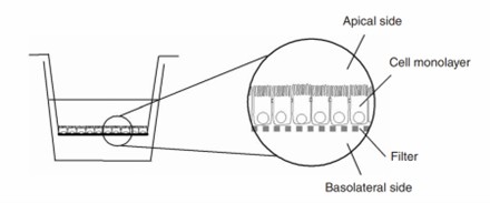 Graph of a Caco-2 monolayer grown on a permeable filter support.