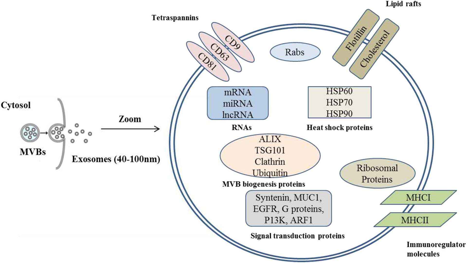 Schematic diagram of cargo transport of milk exosomes.