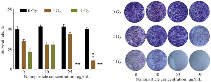 Clonogenic evaluation of EMT6/P adenocarcinoma cells following proton beam exposure in the presence of Au-PEG nanoparticles.