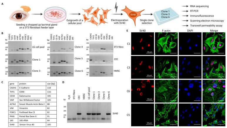 (A) Cartoon illustrating the workflow from the lacrimal gland to the single clones. (B) Agarose gels with the amplification products of RT-PCR against marker genes tested in the lacrimal gland cell pool (LG cell pool), single clones (clone 1, 3, 4, 5, and 6), a murine 3T3 fibroblast line (3T3 fibro), human corneal epithelial cells (CEC) and human mesenchymal stem cells (hMSC). (C) List of the genes tested in (B) with gene names, names of the respective protein product, and the expected amplicon size. (D) Agarose gel with the amplification product of the inserted SV40 gene. (E) Immunofluorescence images of clones 1 (C1), 3 (C3), 5 (C5), and 6 (C6) stained against SV40 (red), F-actin (green), and the nucleus (blue).