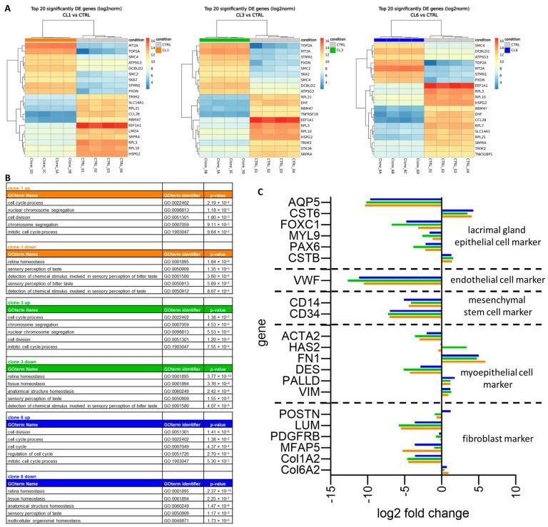 (A) Differential expression analysis of the top 20 up- and downregulated genes for clone 1 (CL1), clone 3 (CL3), and clone 6 (CL6) compared to human lacrimal gland tissue of 4 donors (CTRL). (B) Top 5 up- and downregulated pathways using HumanMine’s (humanmine.org) GOterm gene analysis tool with GOterm identifier and p-value. (C) Comparison of gene expression levels of marker genes for epithelial cells, endothelial cells, mesenchymal stem cells, myoepithelial cells, and fibroblasts between clone 1 (orange), clone 3 (green), clone 6 (blue), and total lacrimal gland tissue.