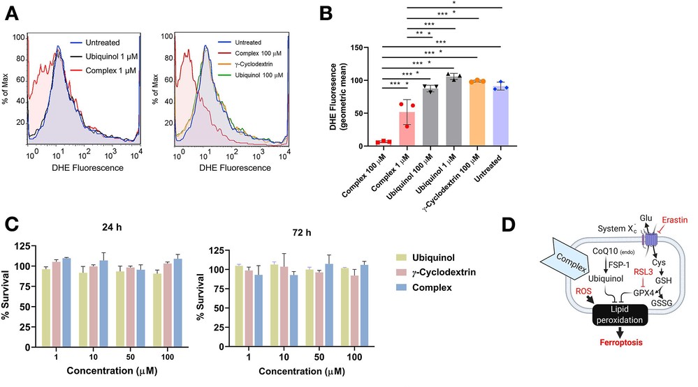 (A-B) Ubiquinol complex effectively reduces ROS levels in human corneal endothelial cells (HCEC-B4G12). (C) Ubiquinol complex exhibits no toxicity to these cells.