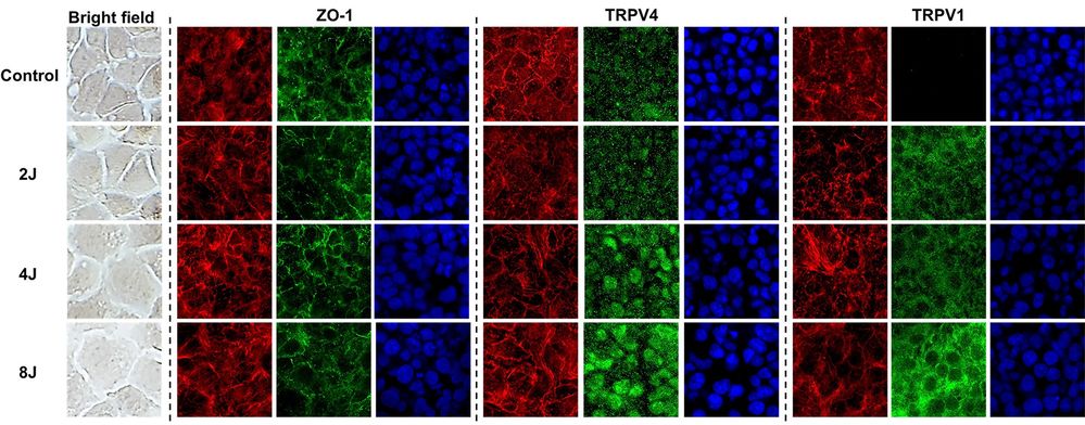 The impact of ultraviolet A on the activation of TRPV1 and 4 channels in corneal endothelium.