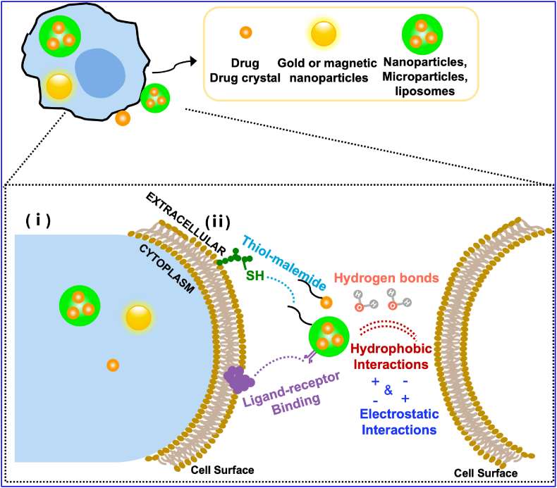 Different drug formulation loading strategies for macrophage-based drug delivery systems, including (i) loading of drugs into the cytoplasm via phagocytosis and (ii) attachment to the cell membrane.