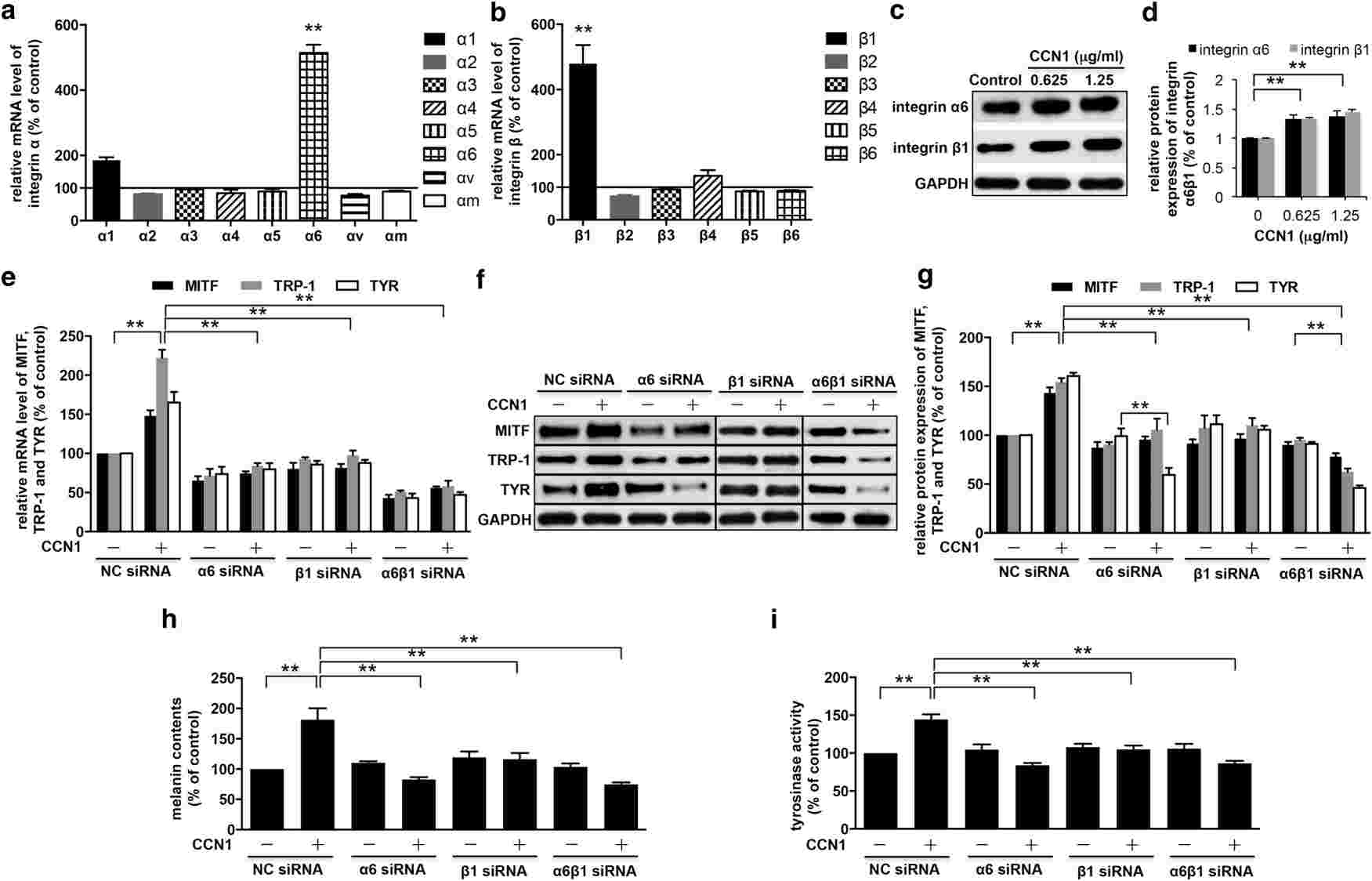 CCN1 stimulates melanogenesis by activating integrin α6β1 in NHEMs.